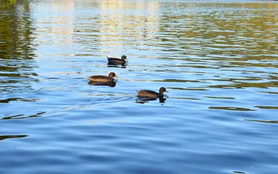 three ducks apart on still water