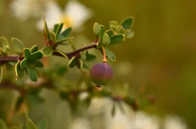 one red berry on a thorny branch