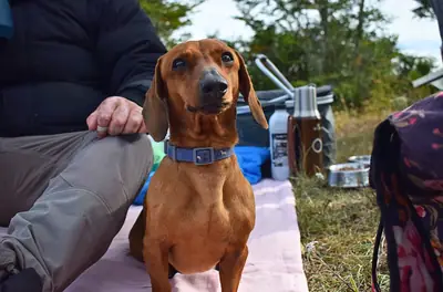 a dachshund looking straight at the camera