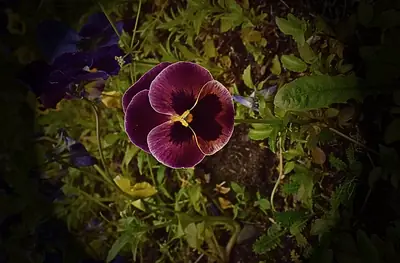 a deep violet pansy