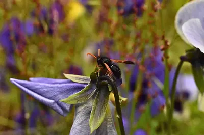 a bee on a bluebell, closer in