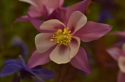 a pink and cream columbine