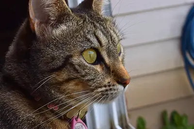 a tabby cat in profile
