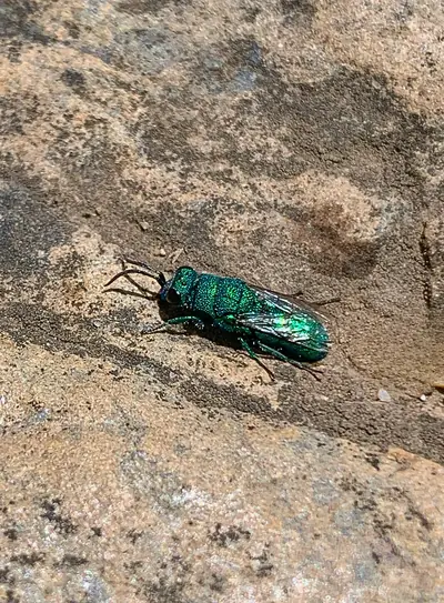 a green metallic beetle on warm rock